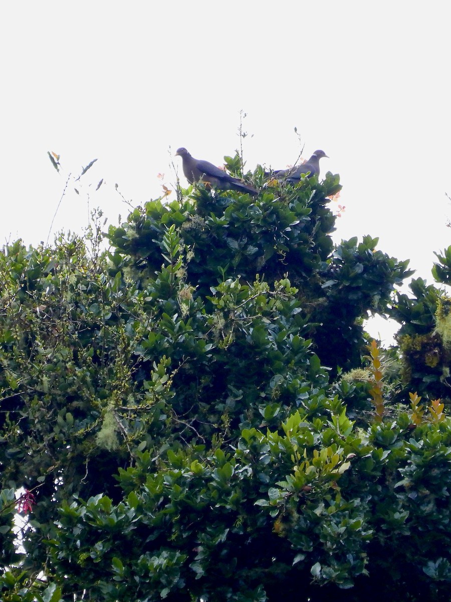 Band-tailed Pigeon - ML645743134