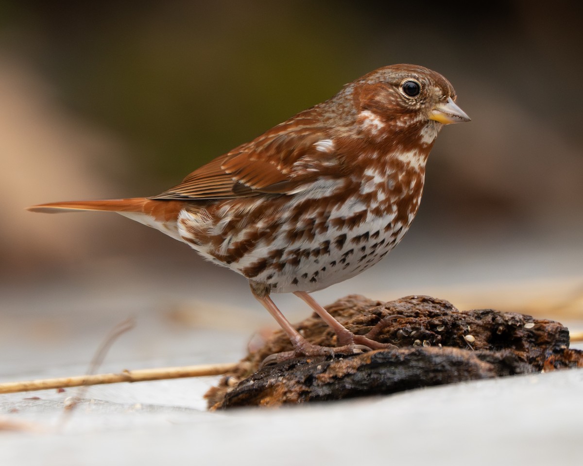 Fox Sparrow - ML645743138