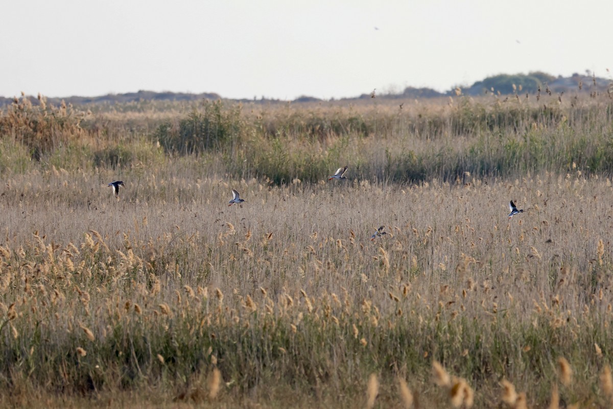 Common Redshank - ML645743147