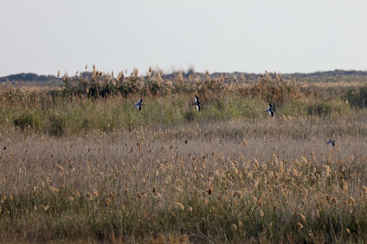 Common Redshank - ML645743148