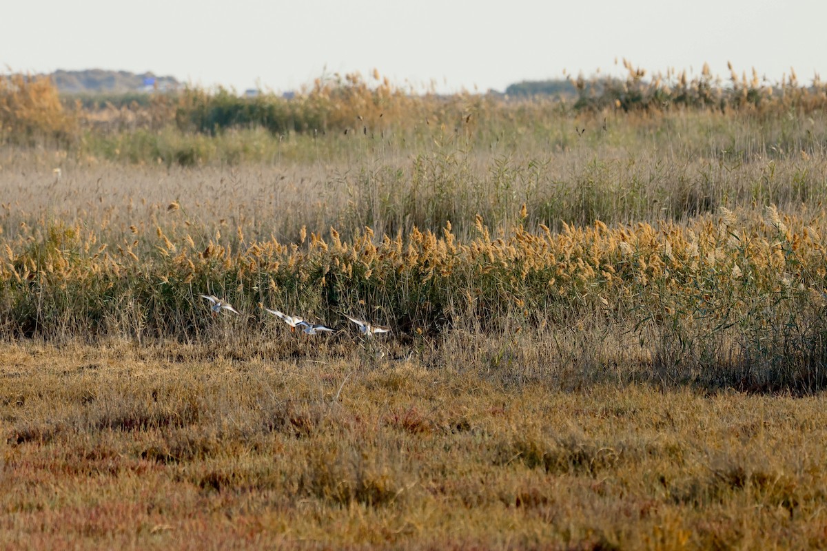 Common Redshank - ML645743149