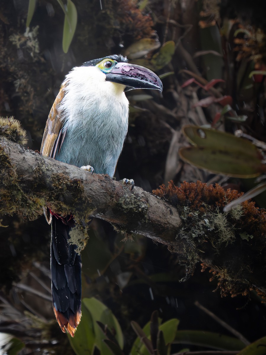 Андигена білощока - ML645743150