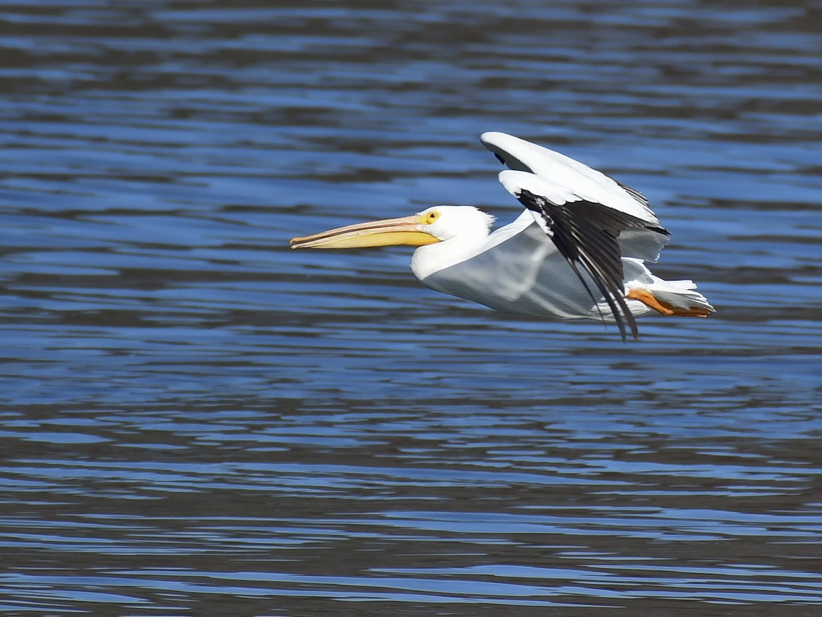 American White Pelican - ML645743157
