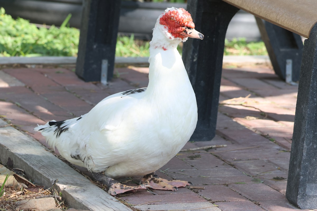 Muscovy Duck (Domestic type) - ML645743160