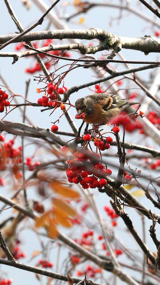 Brambling - ML645743163