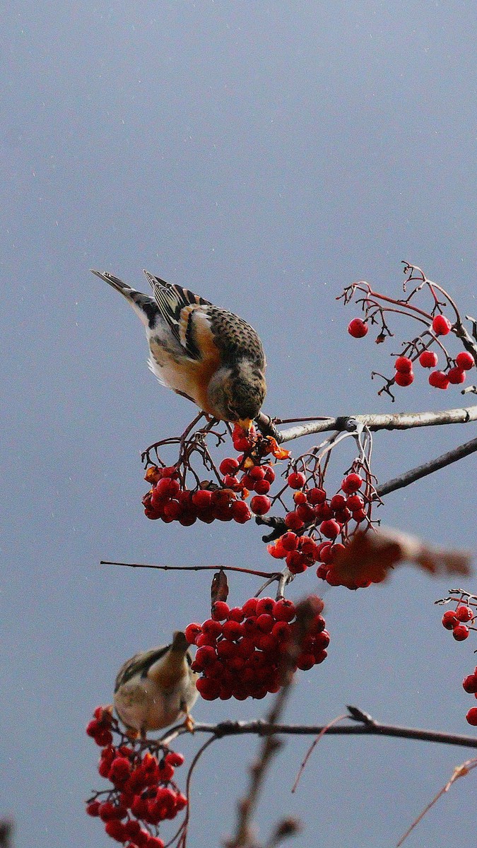 Brambling - ML645743164