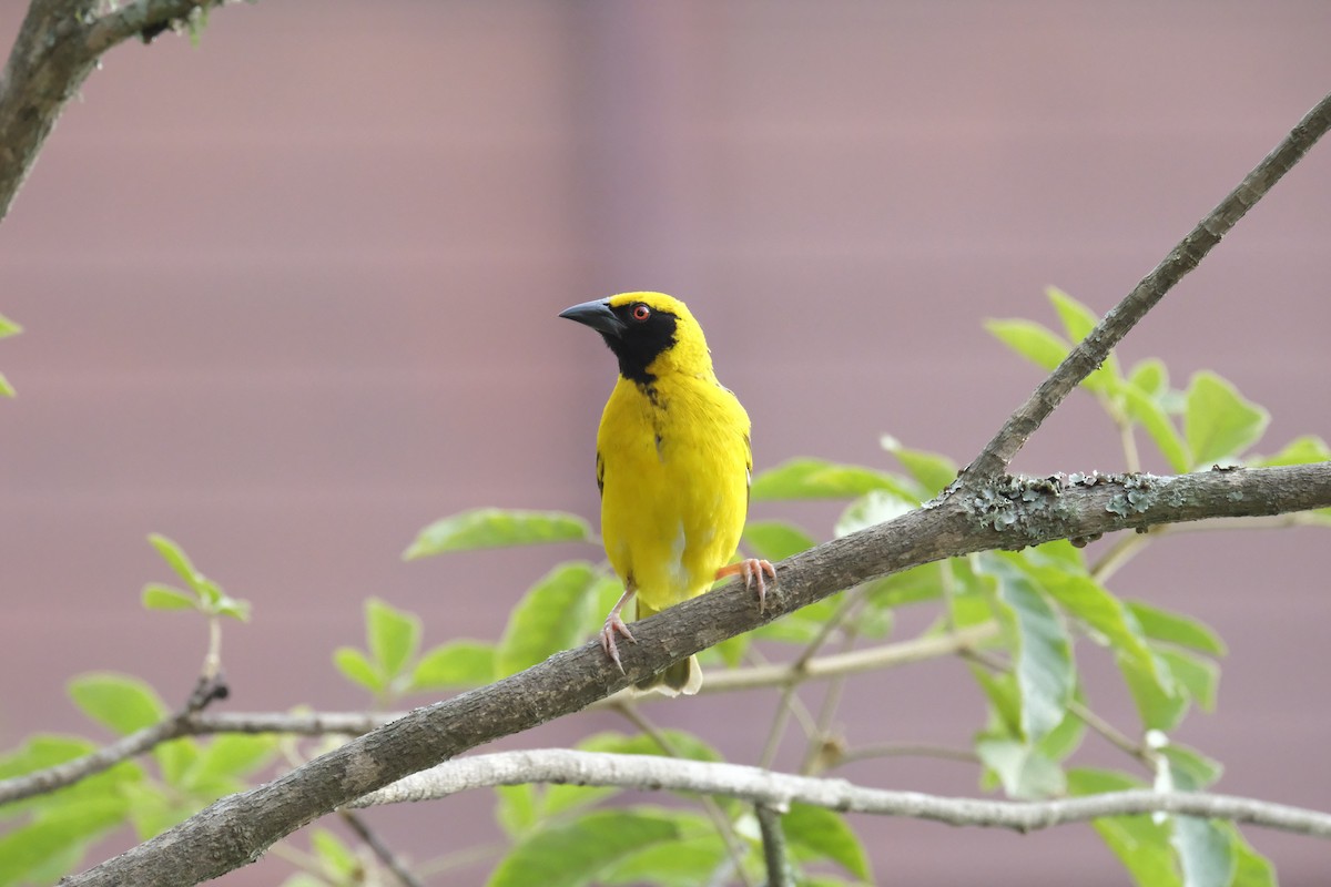 snovač zahradní - ML645743165