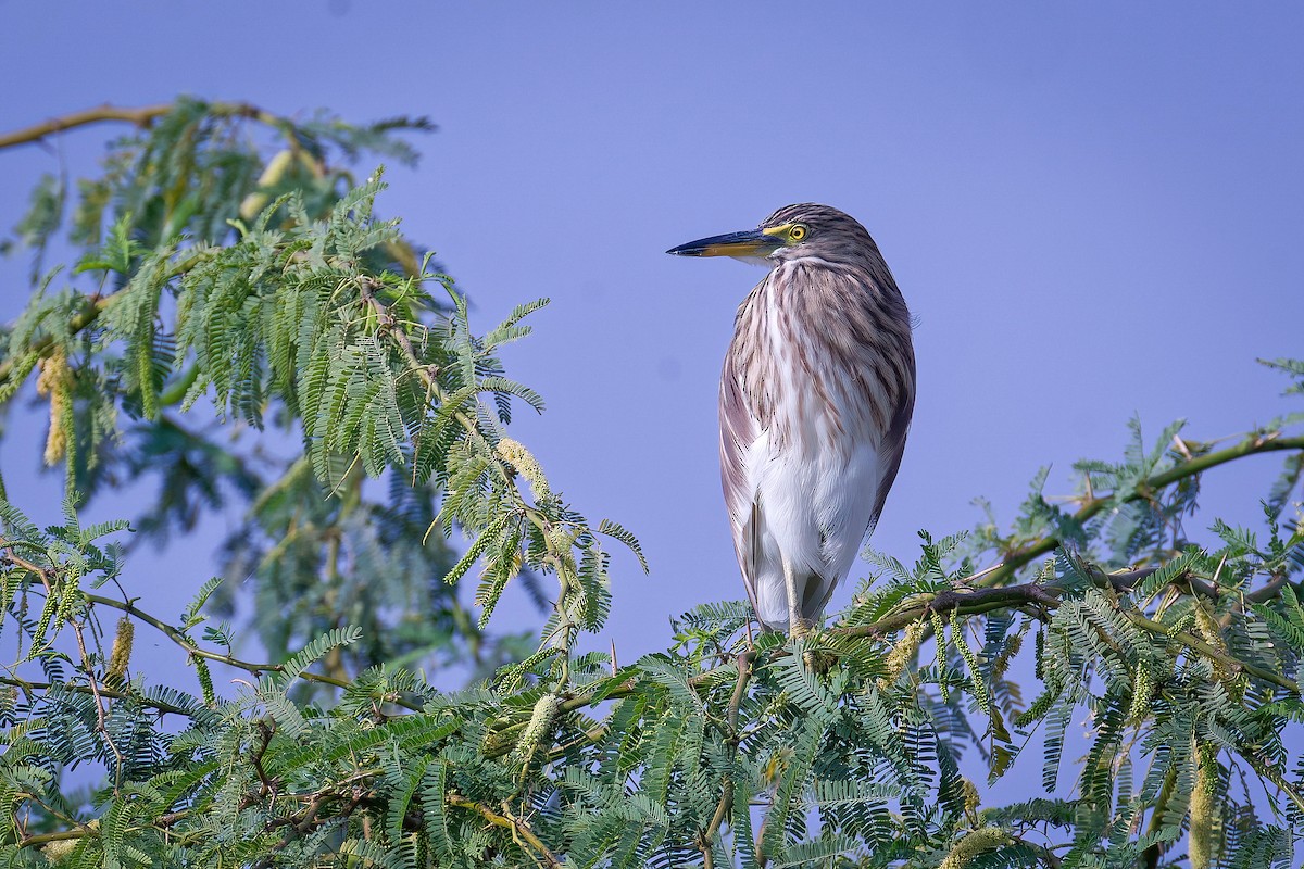 Indian Pond-Heron - ML645743168