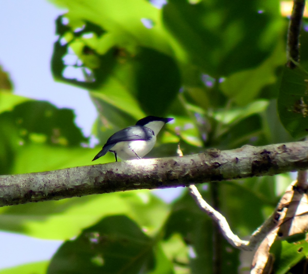 Moluccan Flycatcher - ML645743169