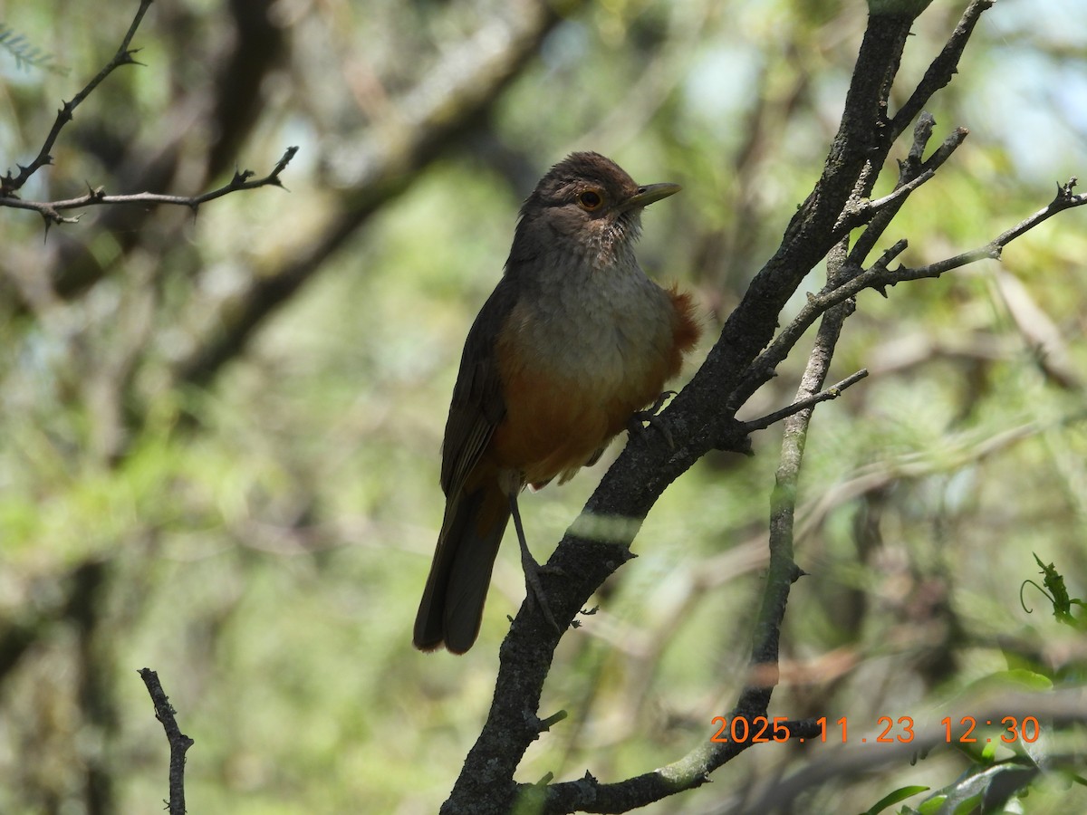 Rufous-bellied Thrush - ML645743170