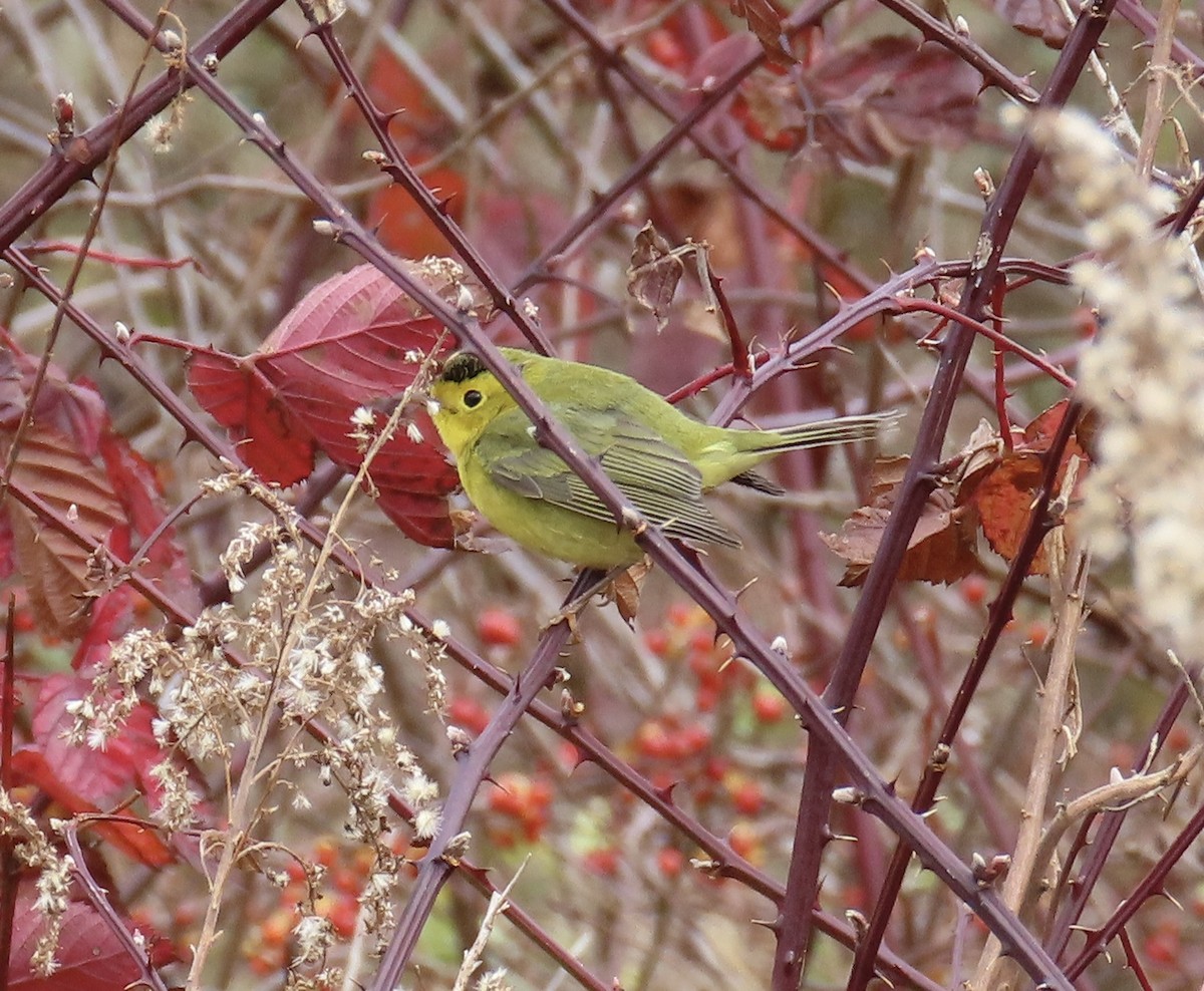 Wilson's Warbler - ML645743171
