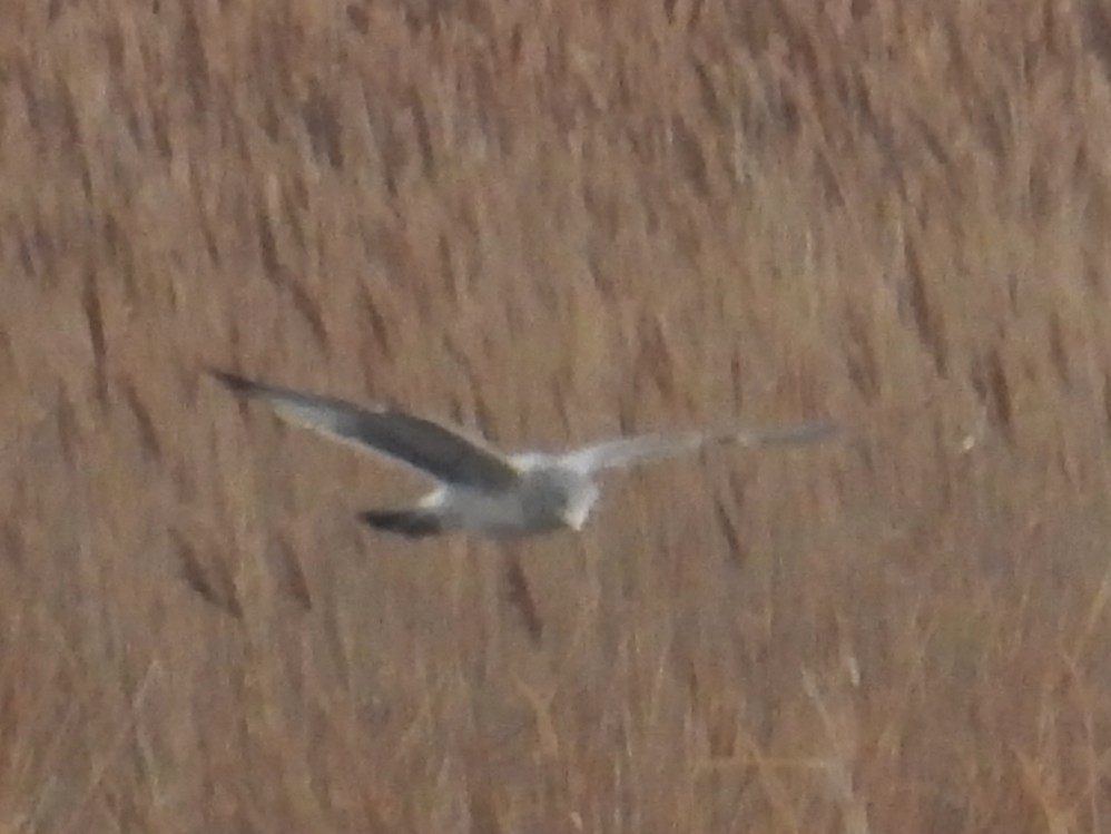 Northern Harrier - ML645743172