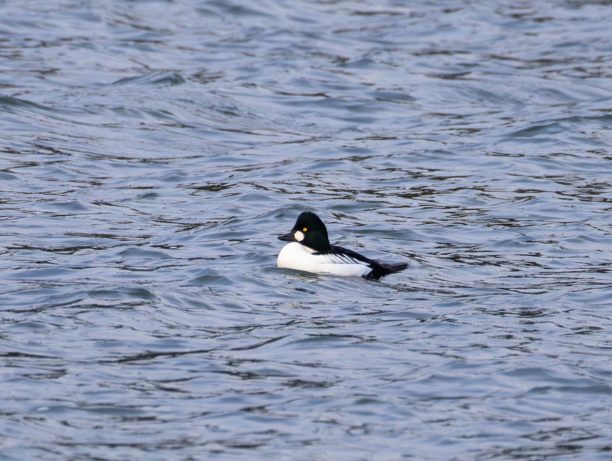 Common Goldeneye - ML645743174