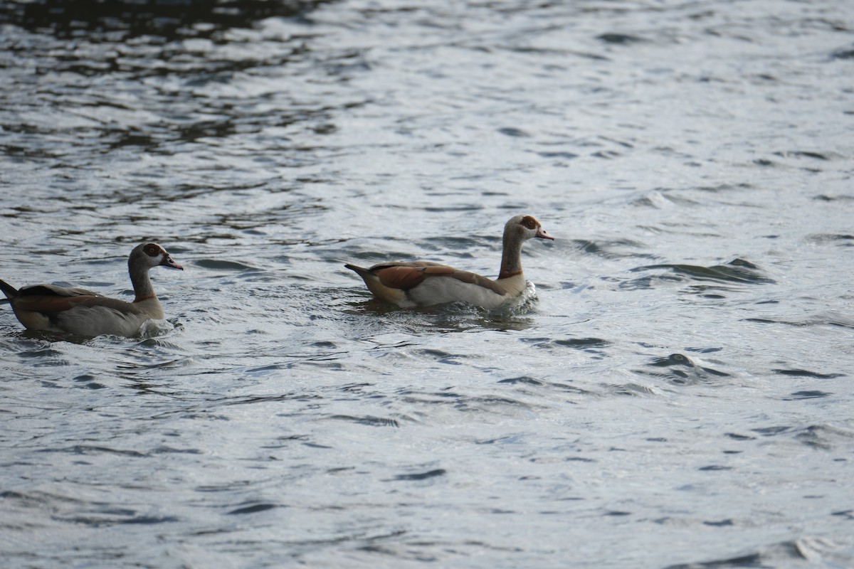 Egyptian Goose - ML645743176