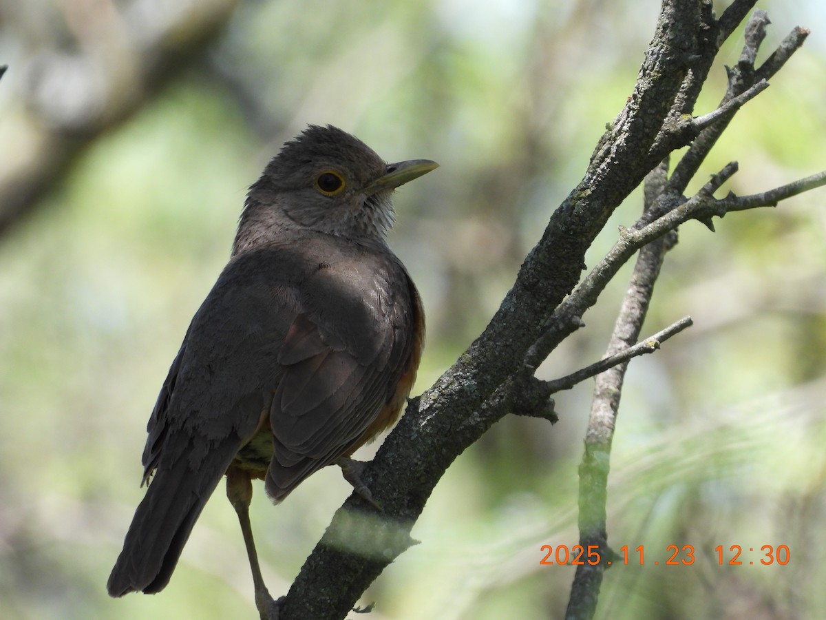 Rufous-bellied Thrush - ML645743177