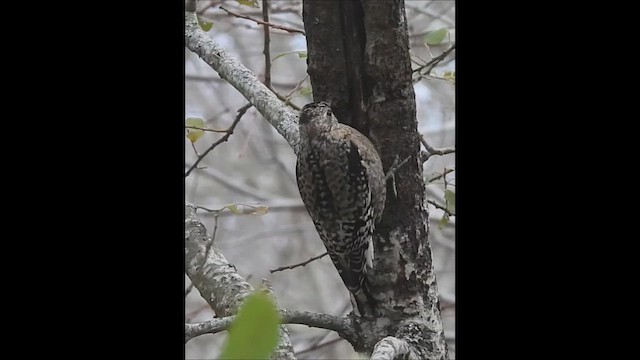 Yellow-bellied Sapsucker - ML645743178