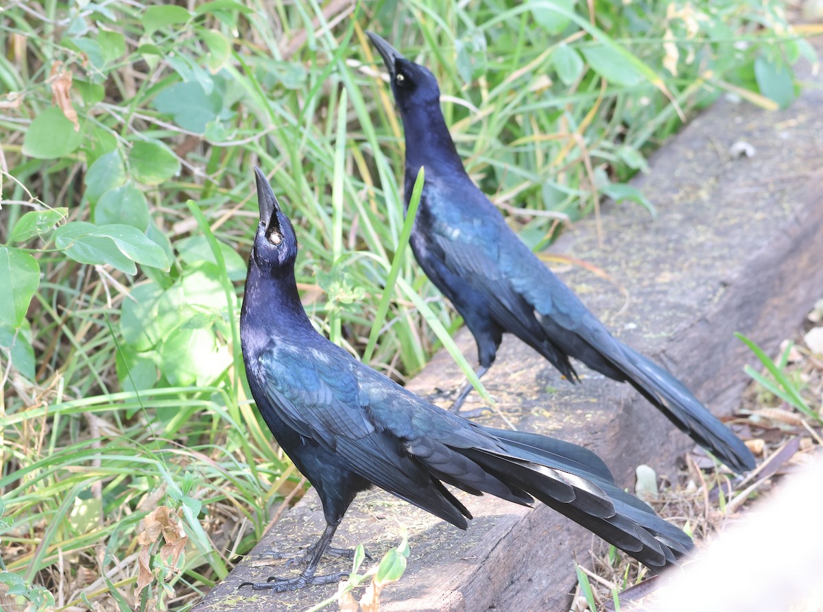 Great-tailed Grackle - ML645743182