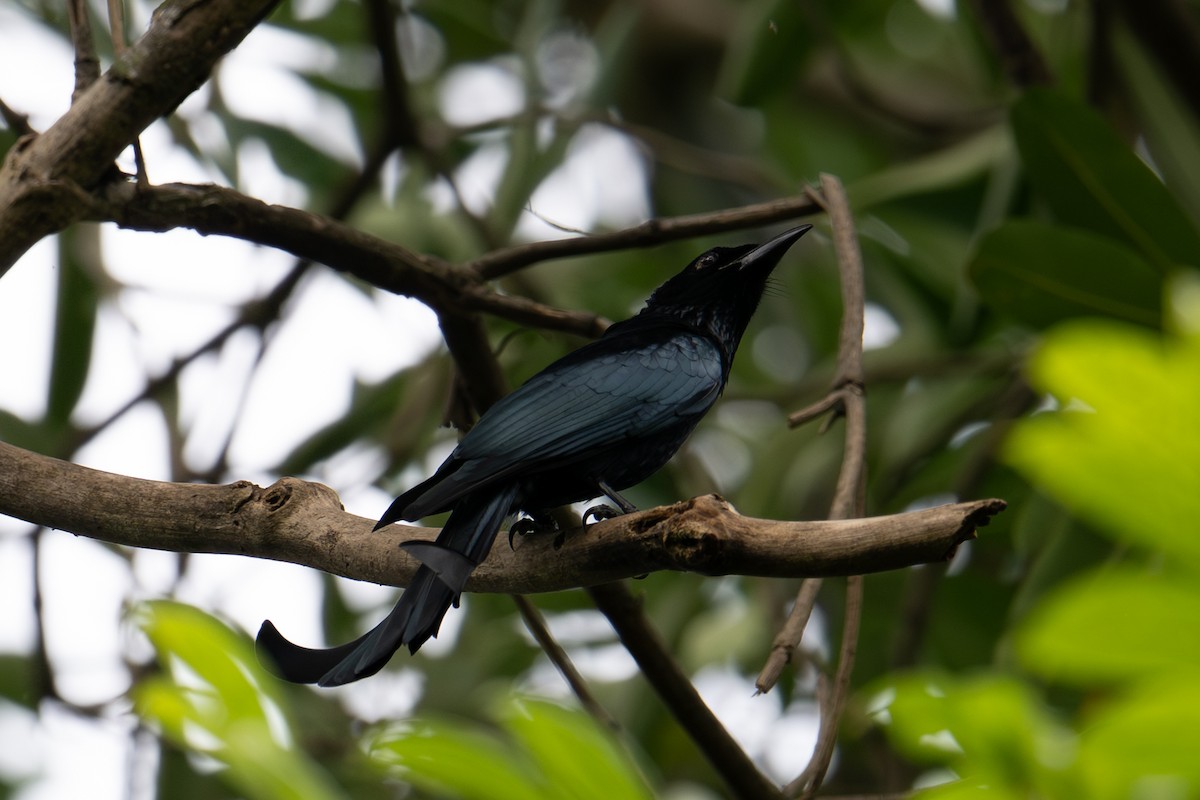 Hair-crested Drongo - ML645743185