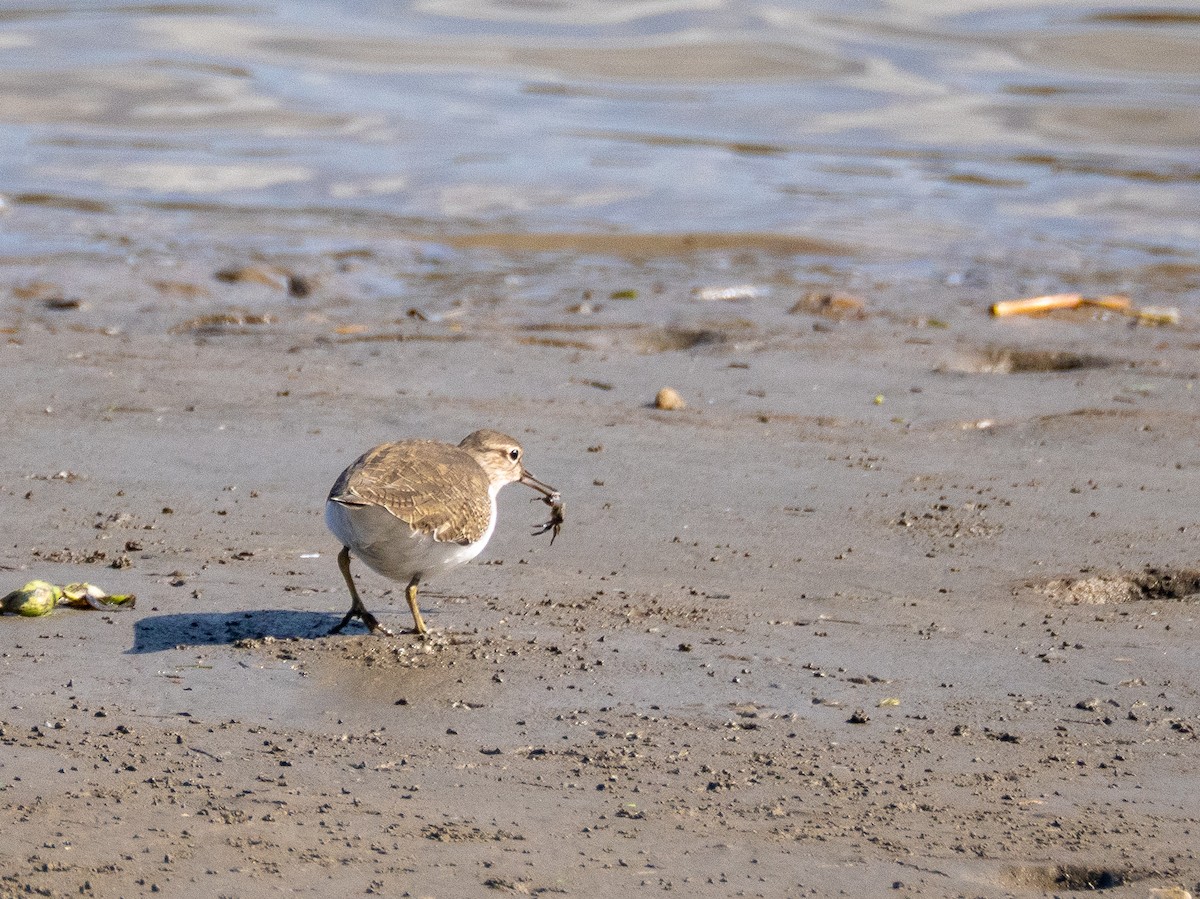 Common Sandpiper - ML645743186