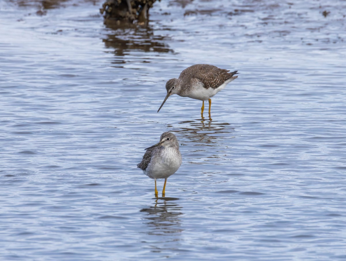 Greater Yellowlegs - ML645743187