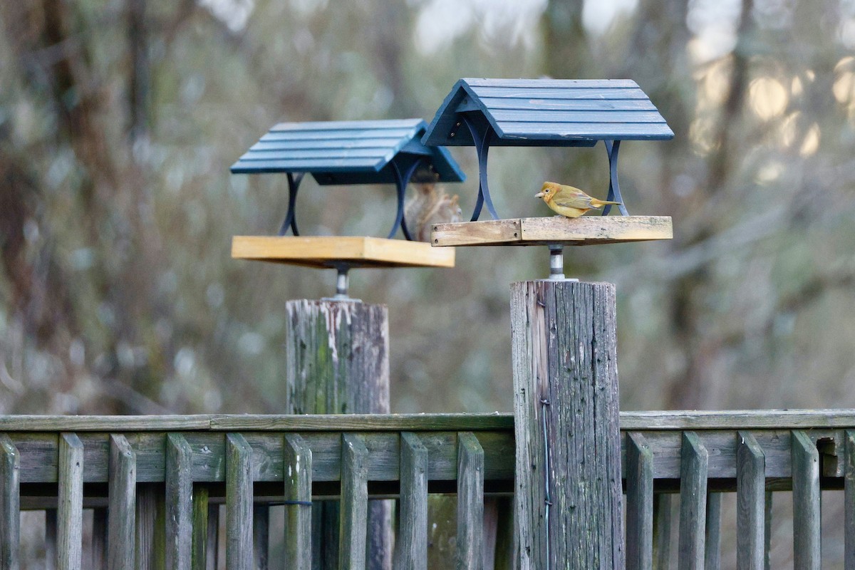 Summer Tanager - ML645743188