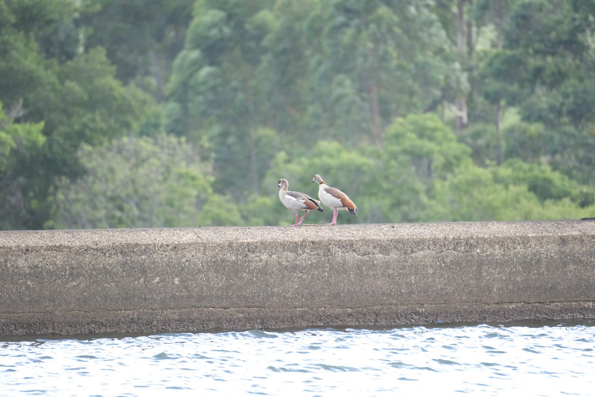 Egyptian Goose - ML645743189