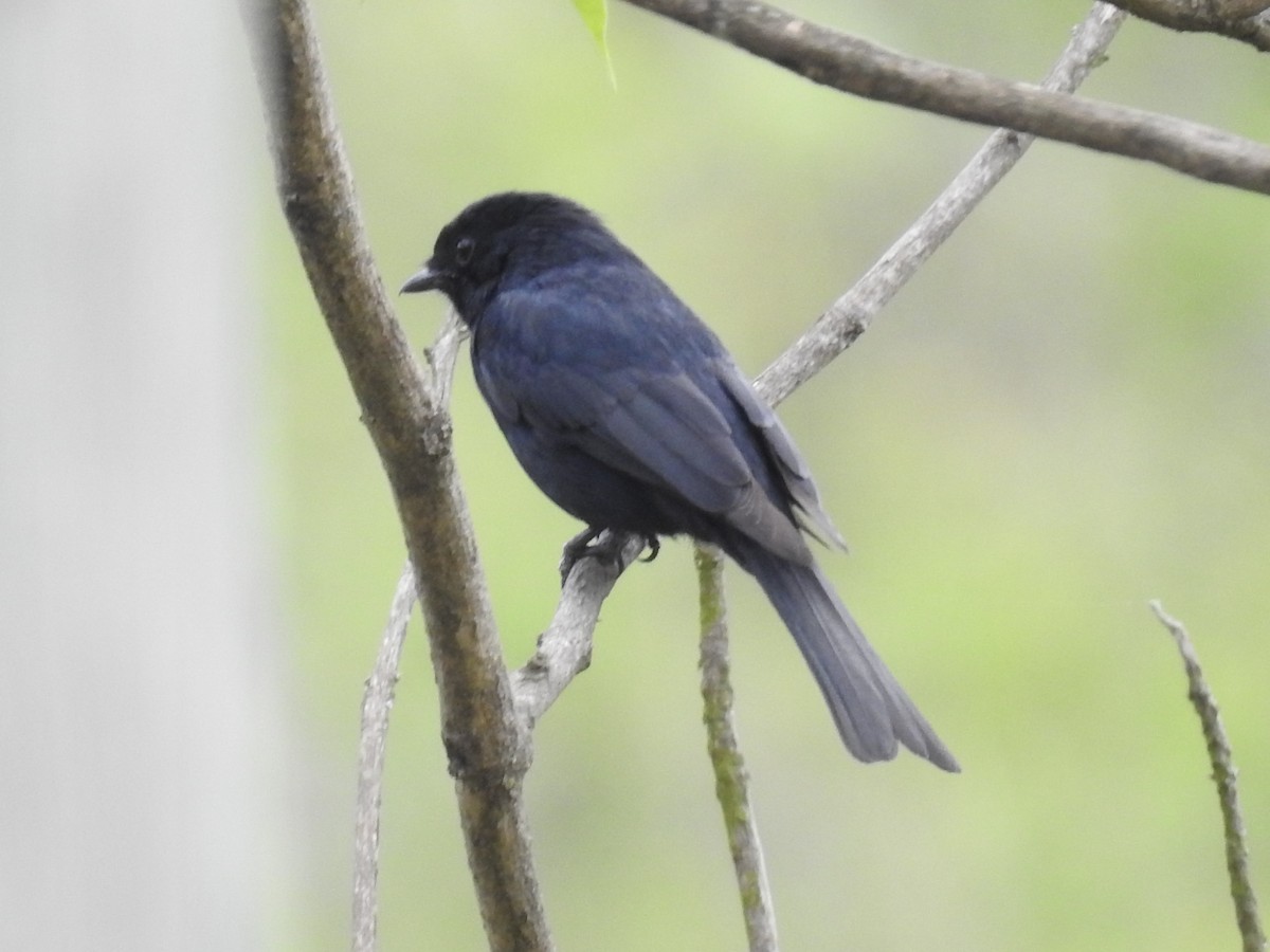Southern Black-Flycatcher - ML645743190