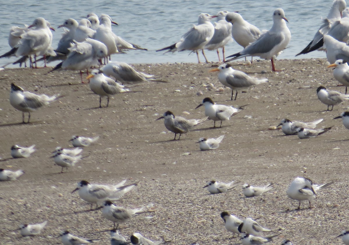 White-cheeked Tern - ML645743191