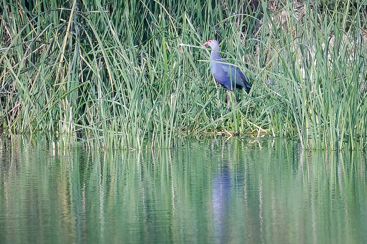 Gray-headed Swamphen - ML645743192