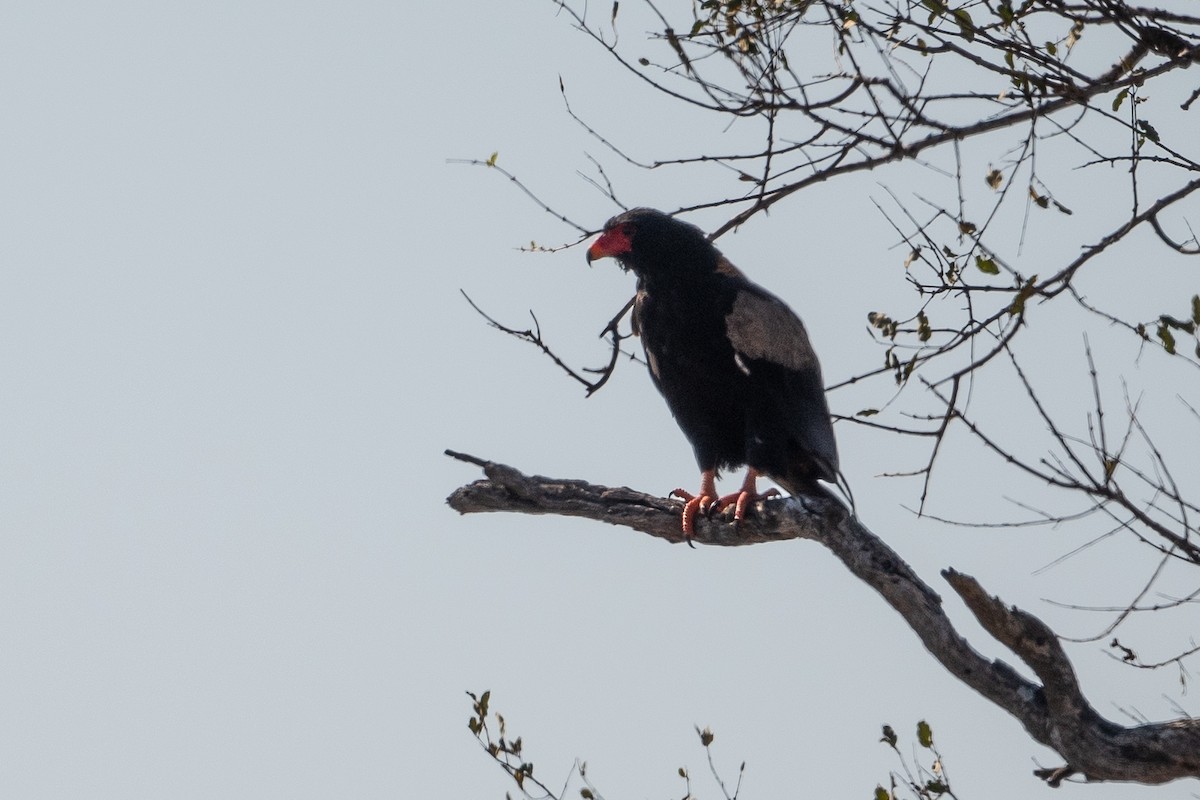 Bateleur - ML645743193