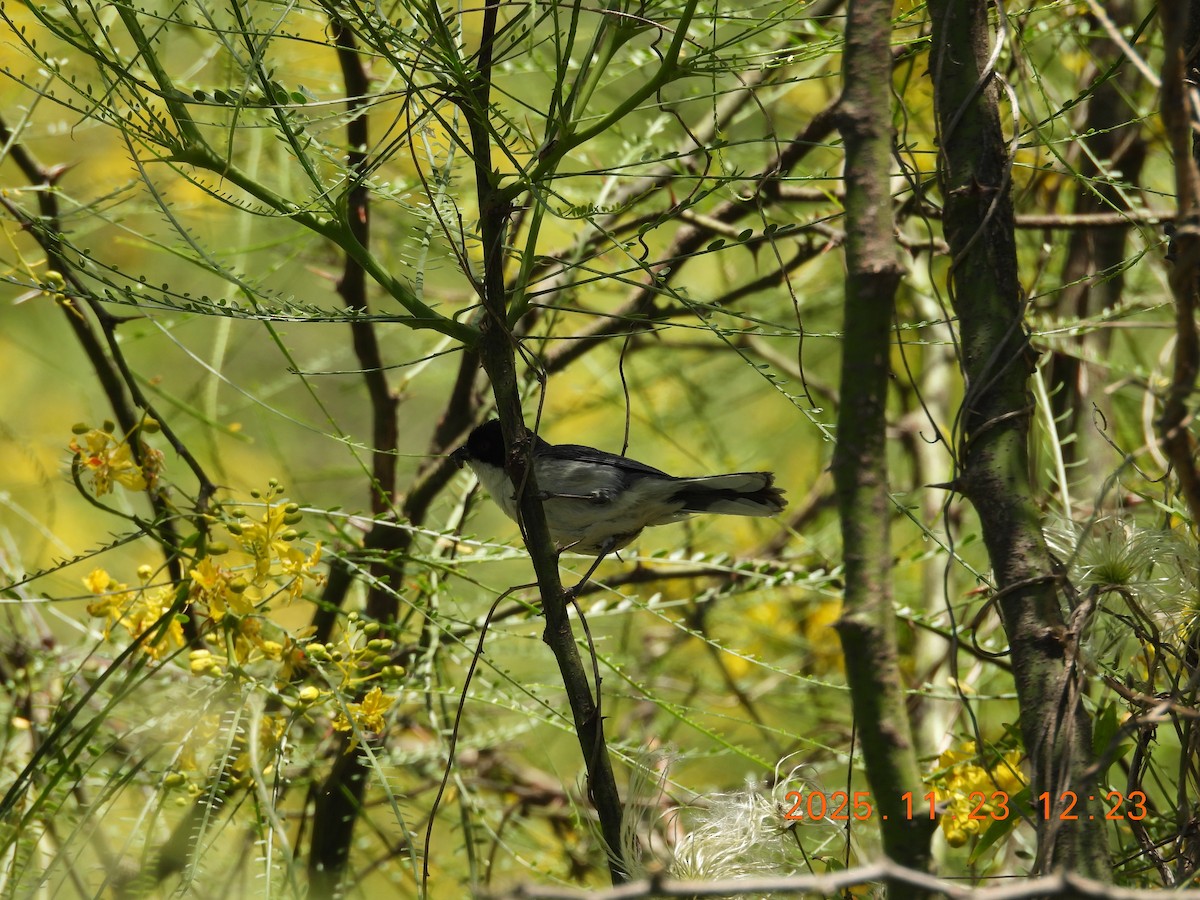 Black-capped Warbling Finch - ML645743194