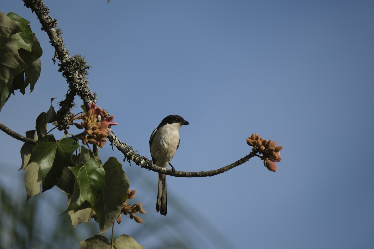 Southern Fiscal - ML645743196