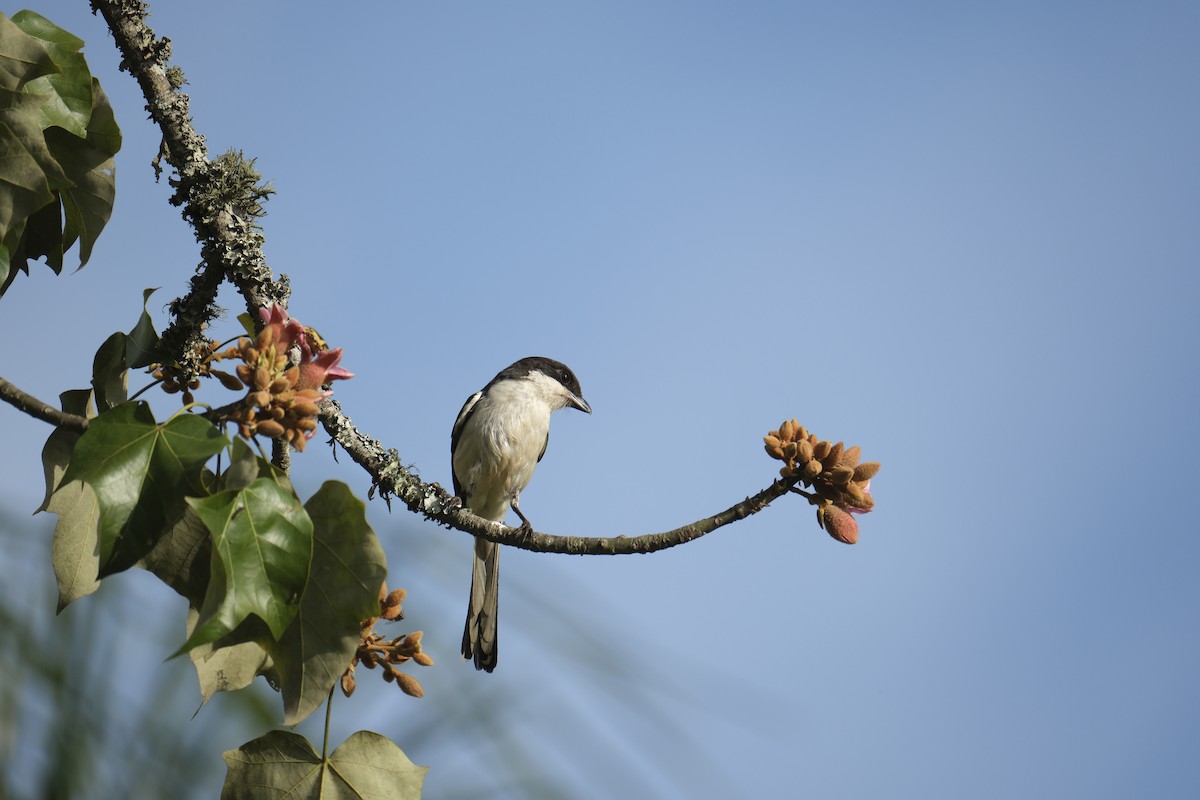 Southern Fiscal - ML645743197