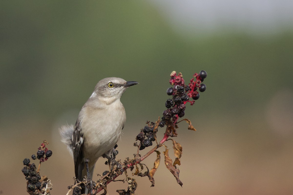 Northern Mockingbird - ML645743198