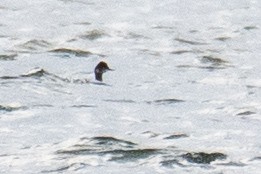 Eared Grebe - ML645743205