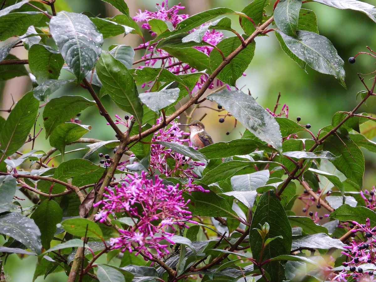 Volcano Hummingbird - ML645743207