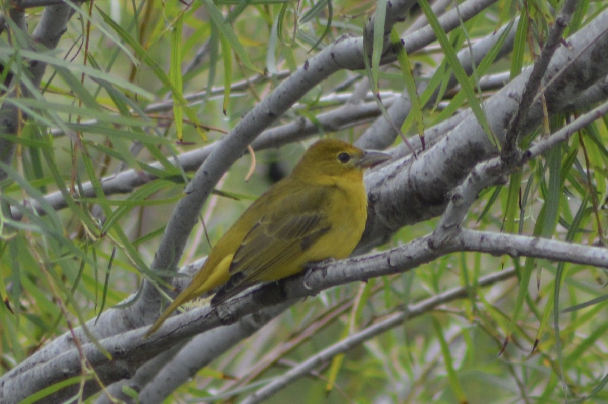 piranga ohnivá - ML645743210