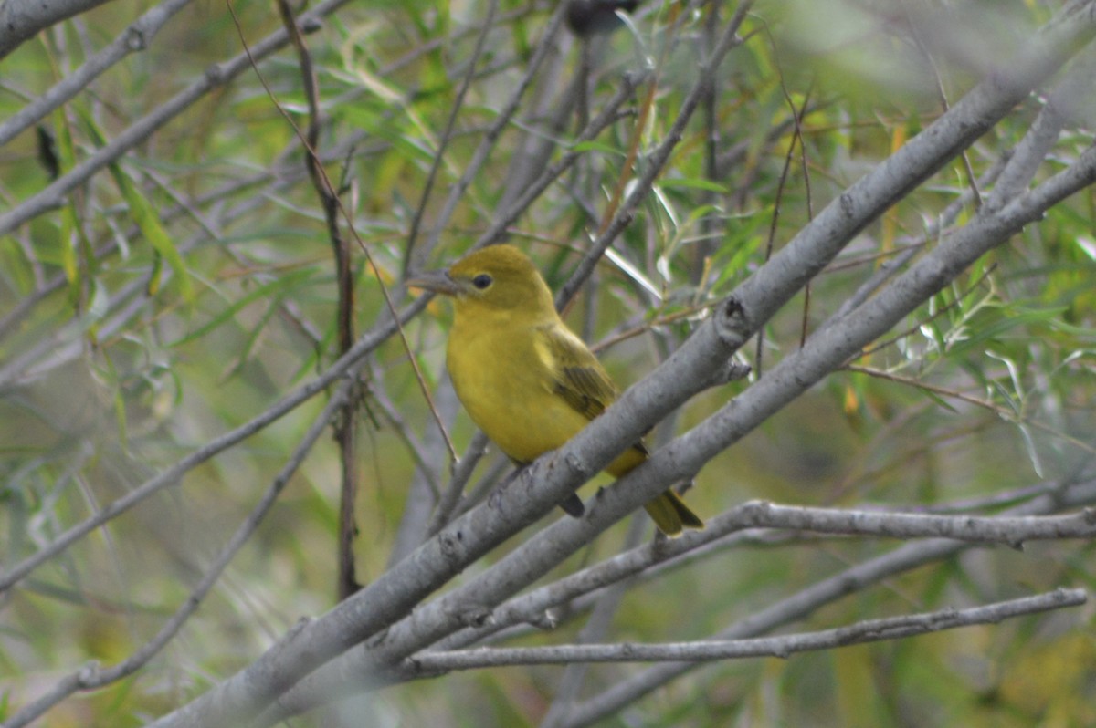 piranga ohnivá - ML645743211