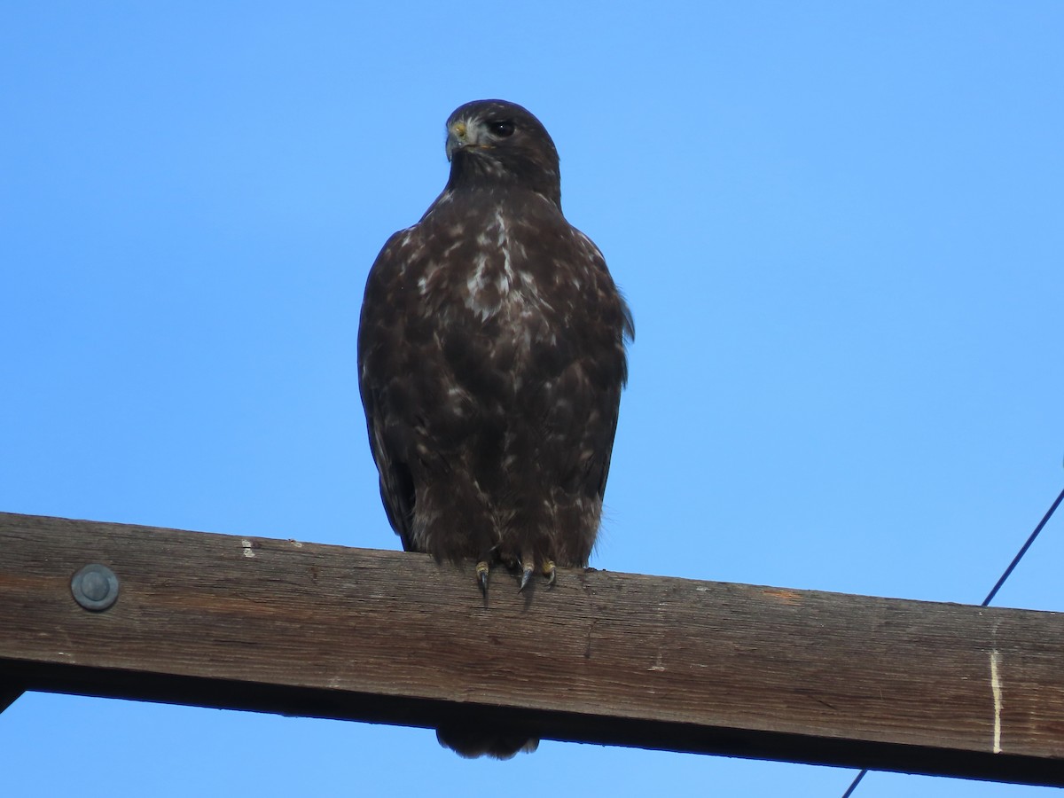 Red-tailed Hawk - ML645743217