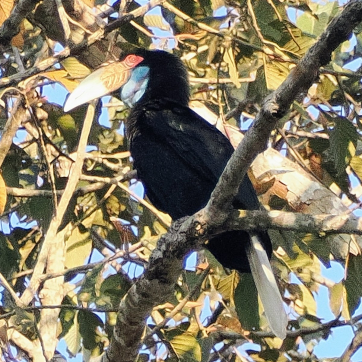 Wreathed Hornbill - ML645743218