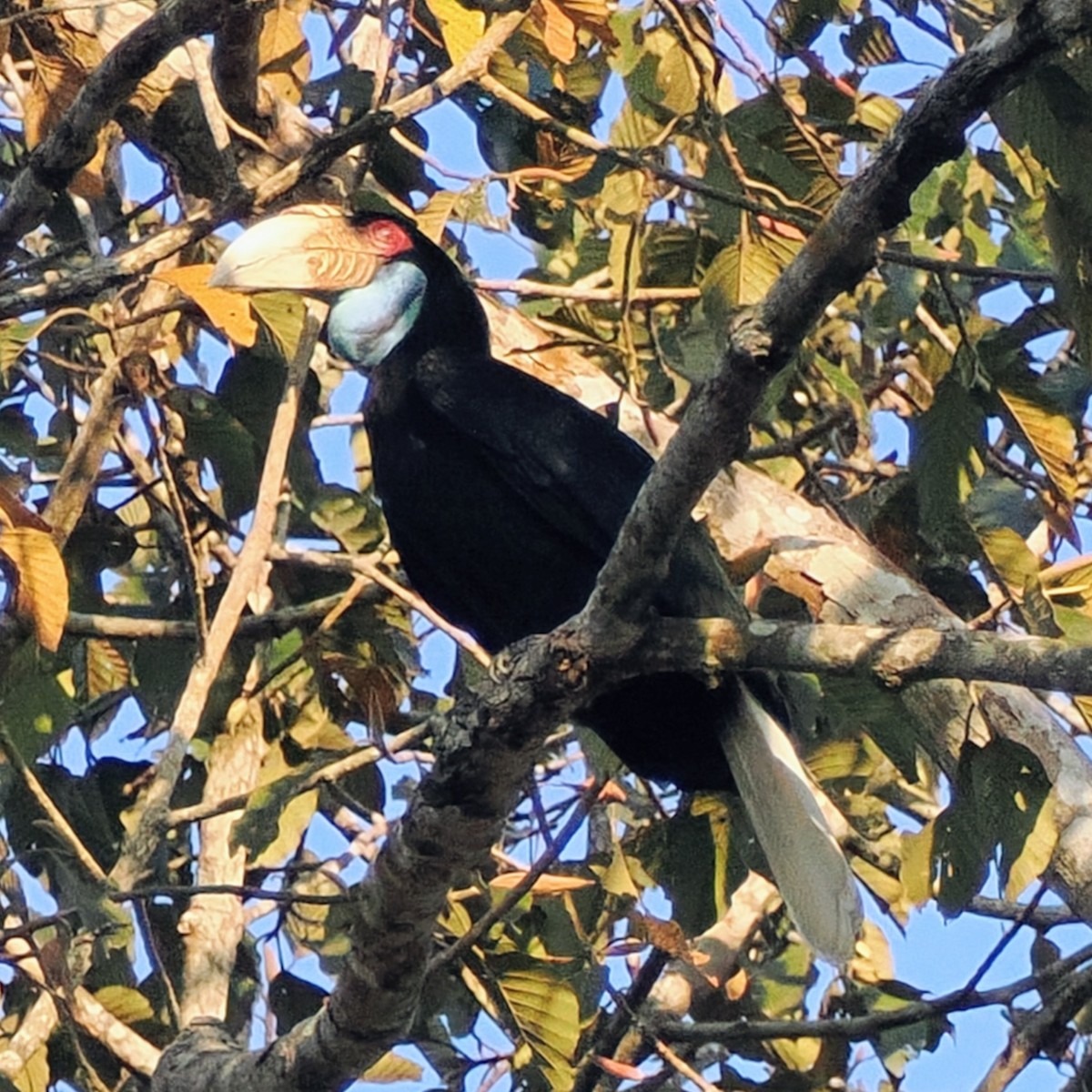 Wreathed Hornbill - ML645743219