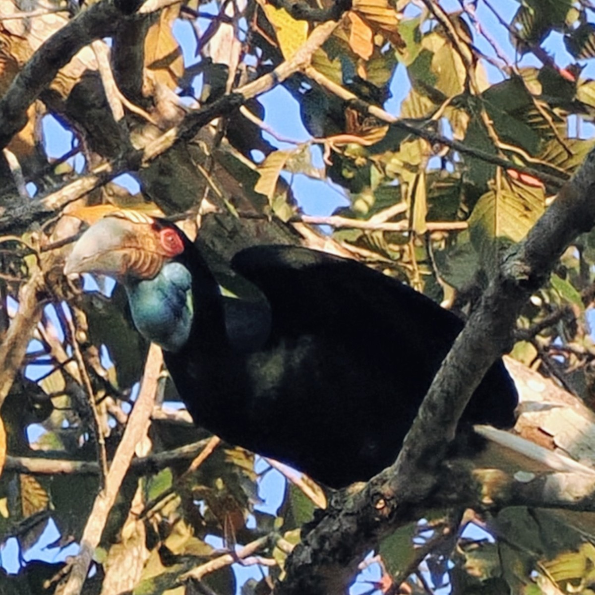 Wreathed Hornbill - ML645743220