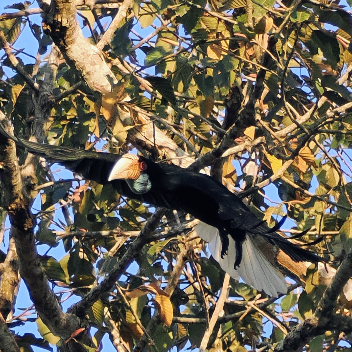 Wreathed Hornbill - ML645743221
