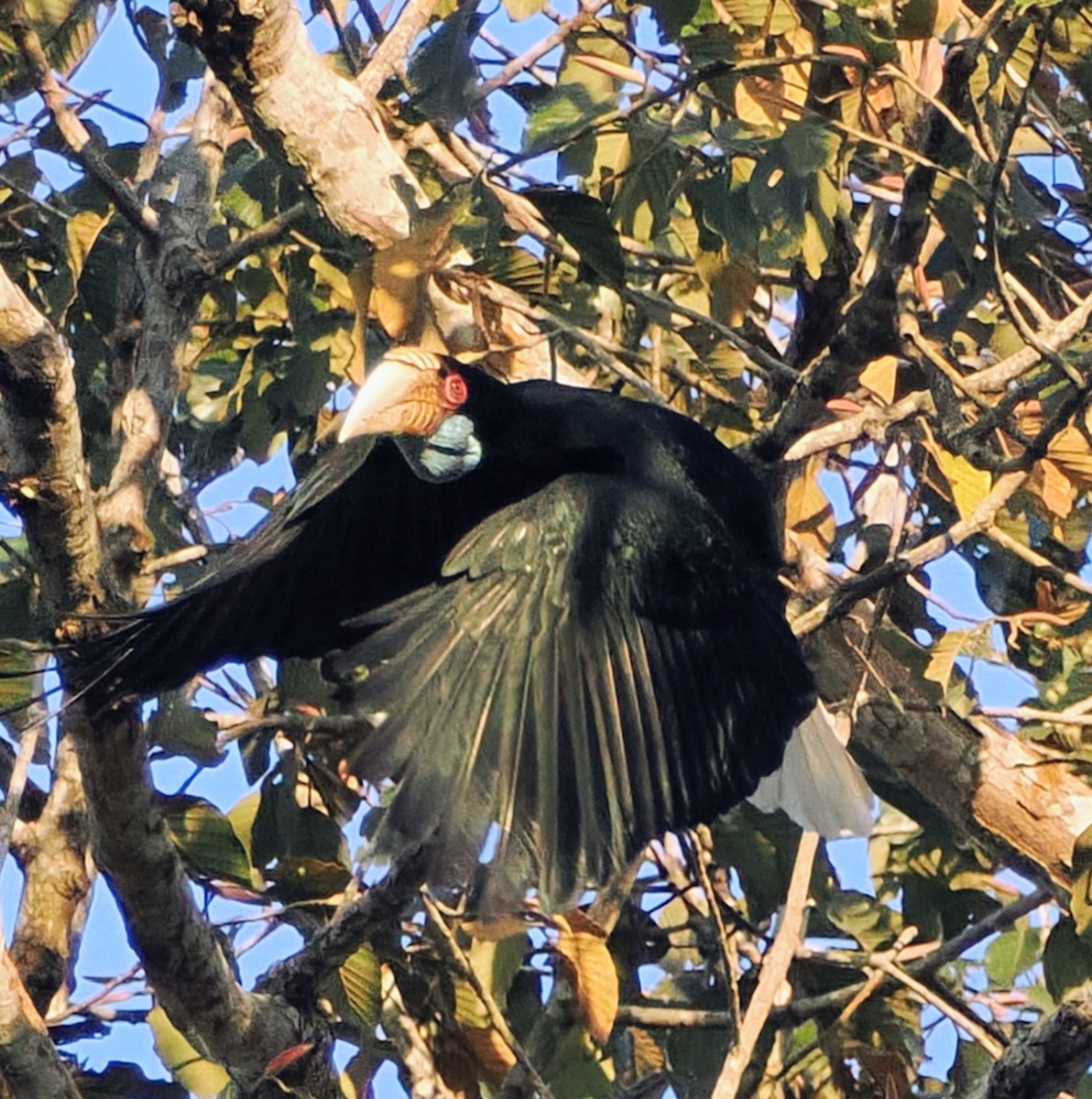 Wreathed Hornbill - ML645743222