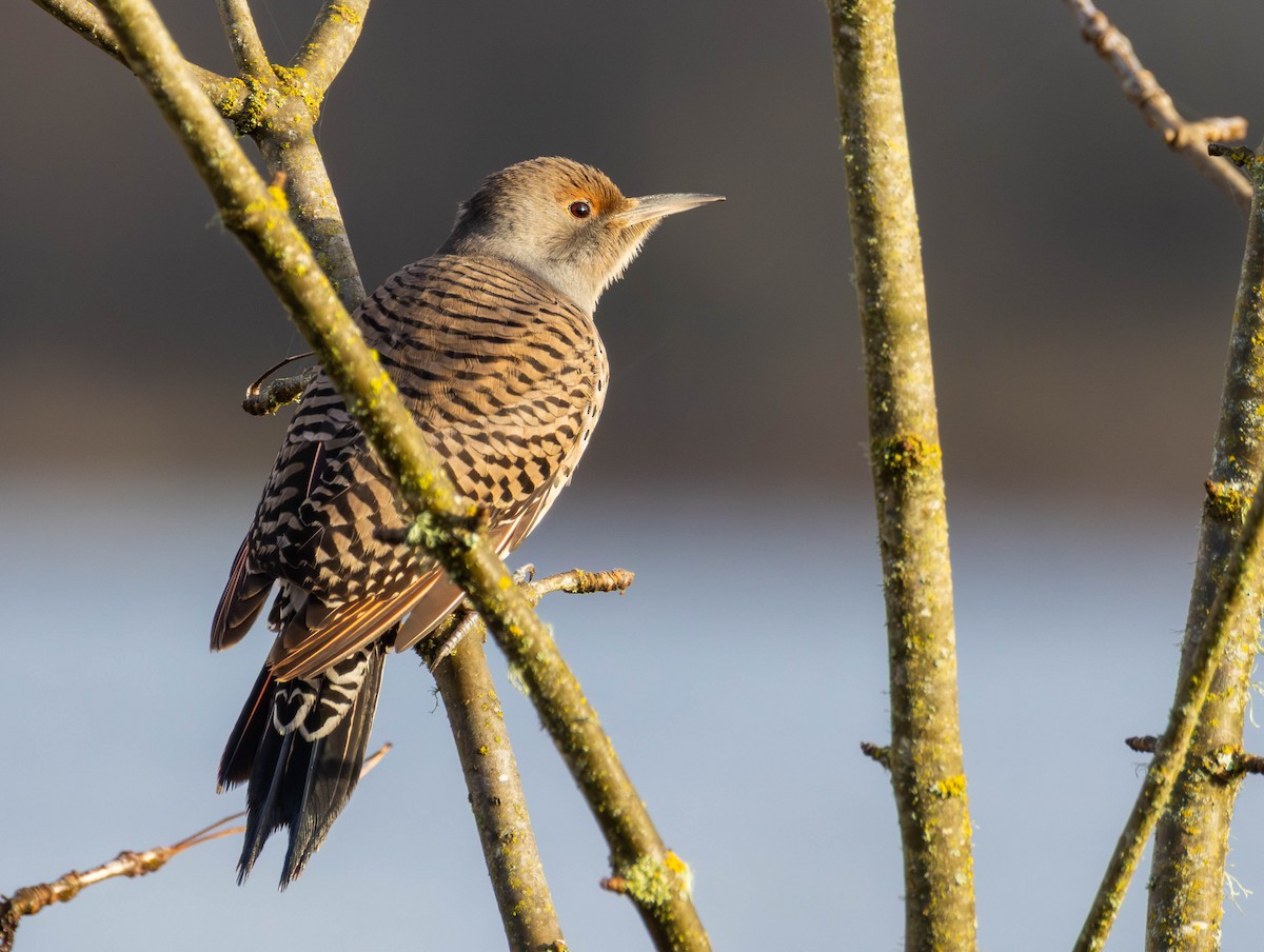 Northern Flicker - ML645743232