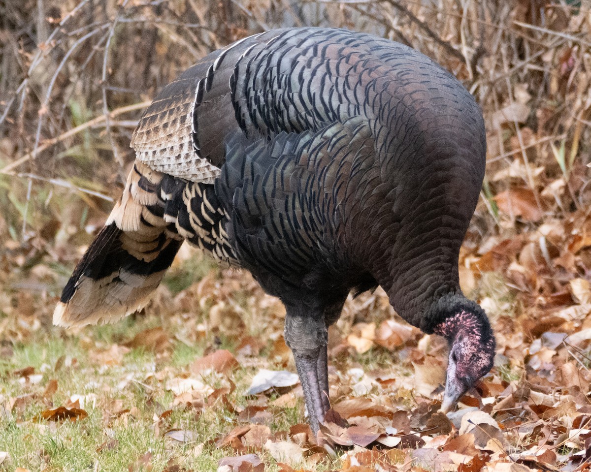 krocan divoký - ML645743233