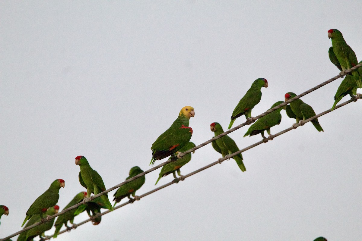 Gelbkopfamazone - ML645743238