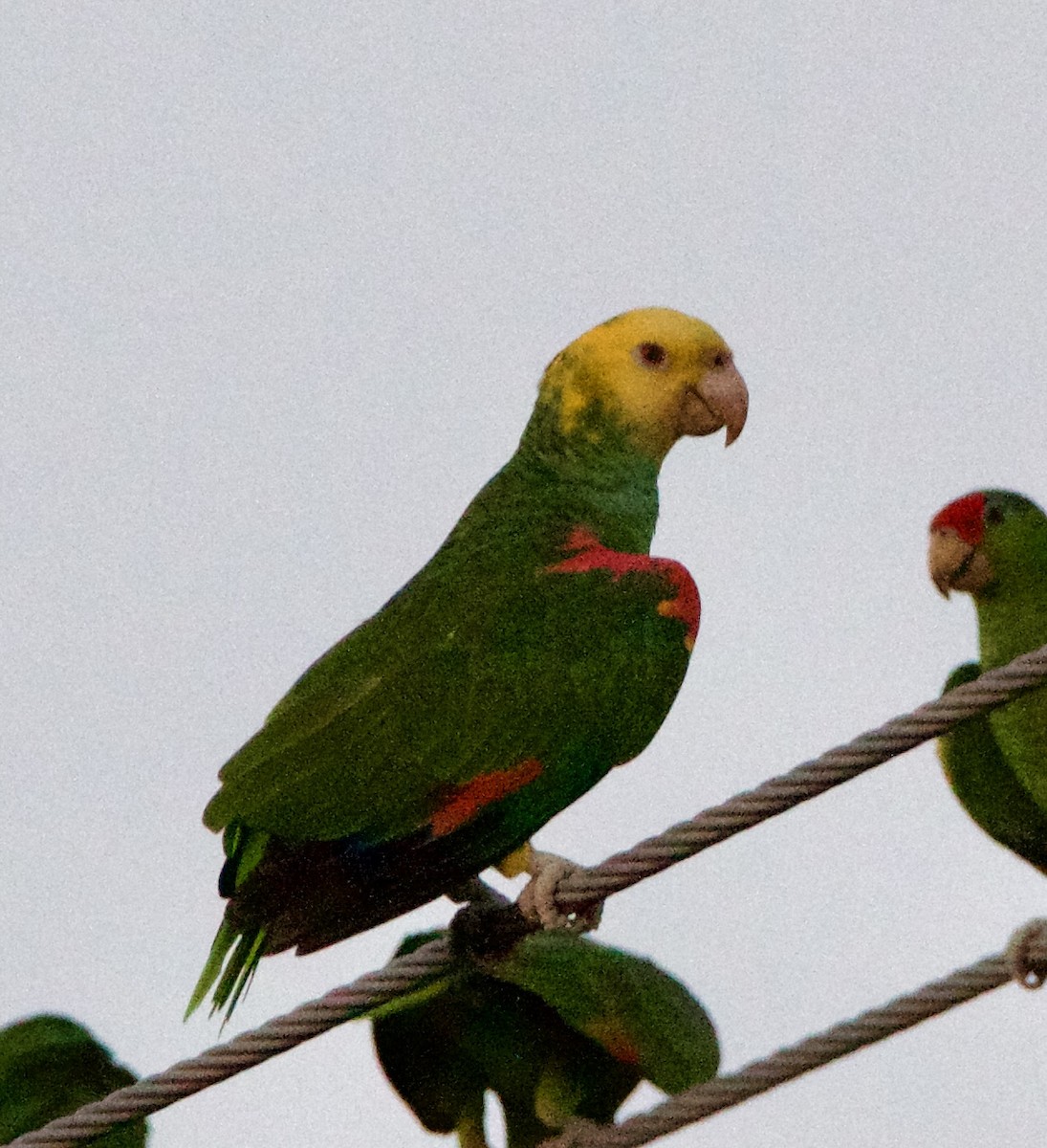 Gelbkopfamazone - ML645743239