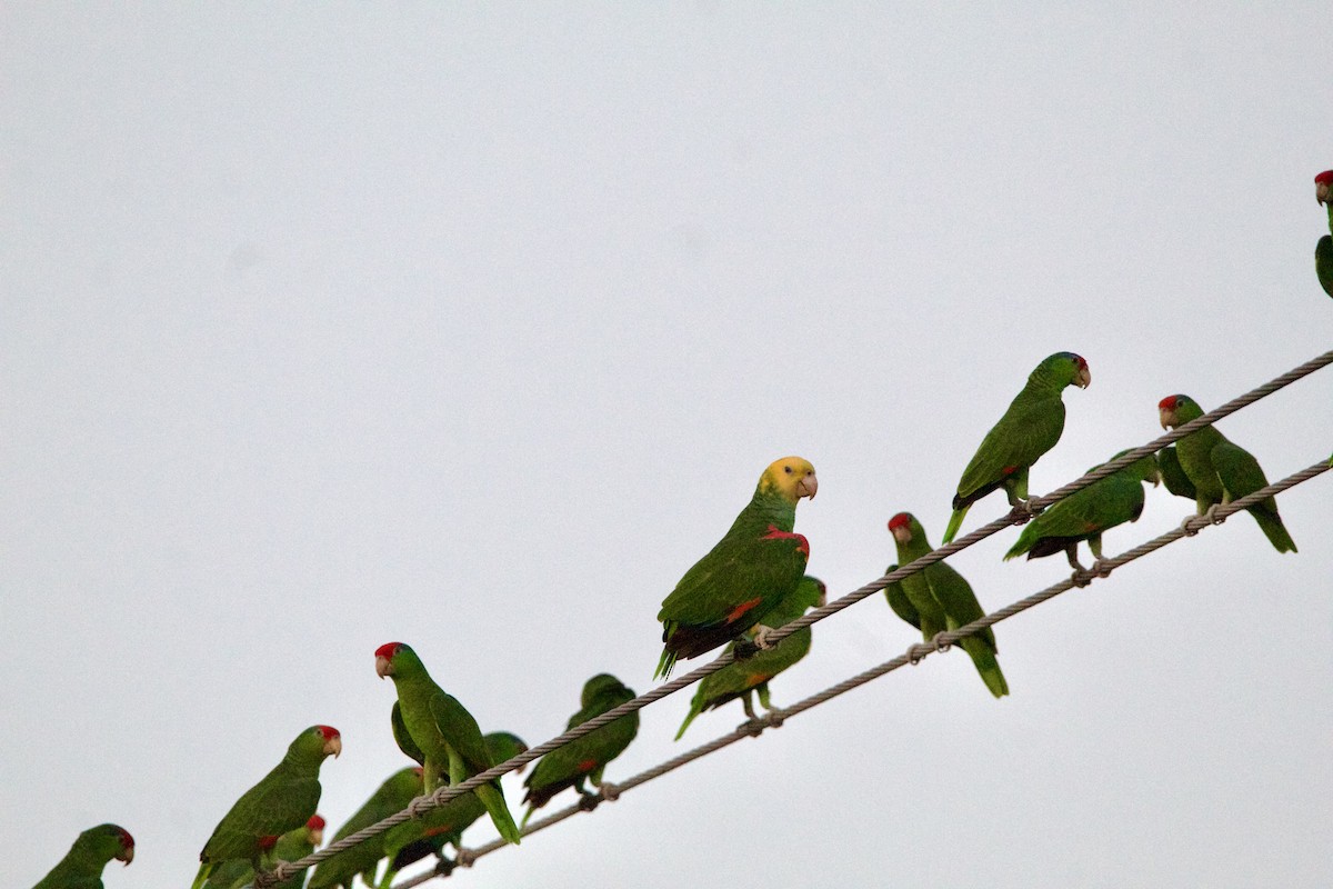 Gelbkopfamazone - ML645743240