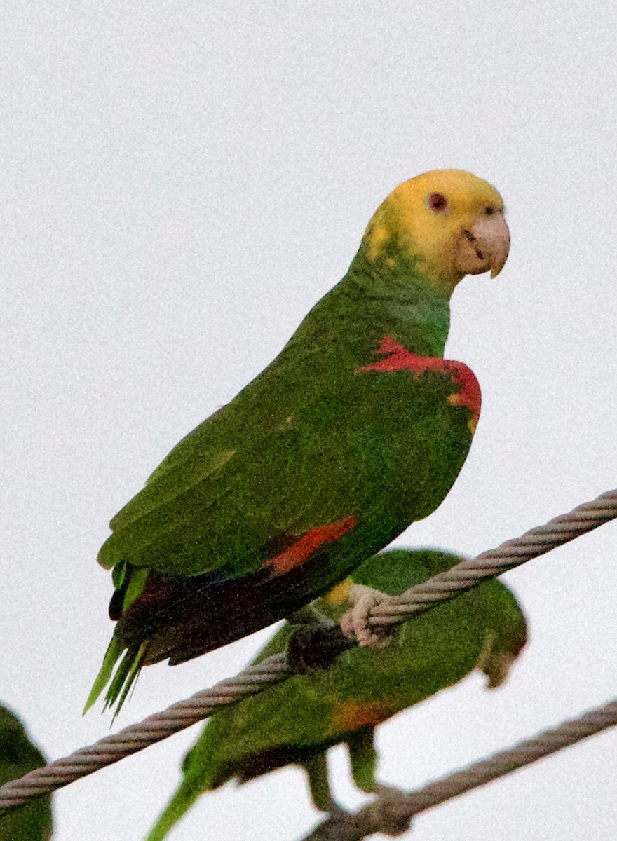 Gelbkopfamazone - ML645743241